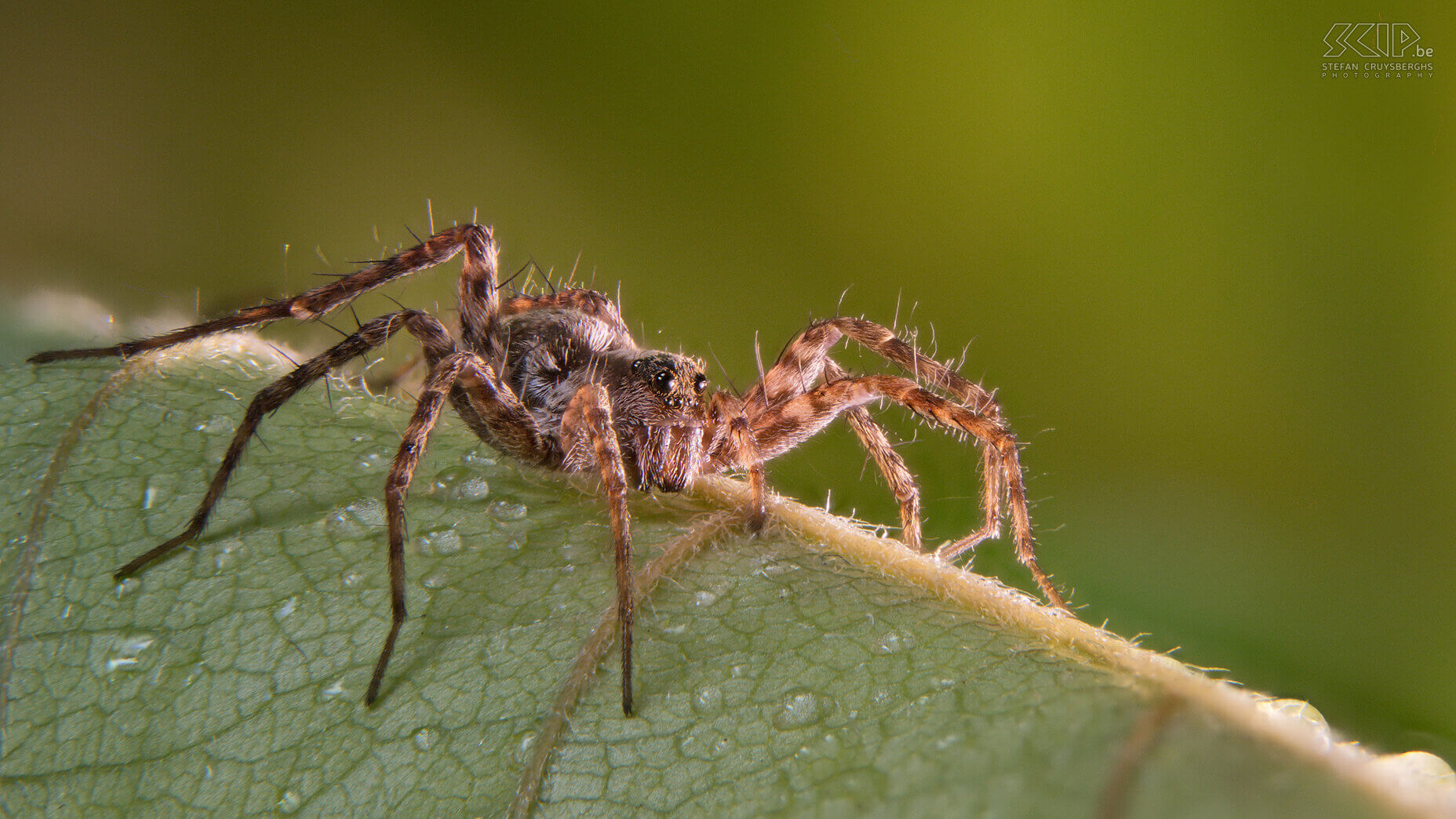 Extreme closeups van insecten - Wolfspin Dit jaar legde ik mij toe op microfotografie, de overtreffende trap van macrofotografie. Ik ontwikkelende een eigen geautomatiseerde macro rail waarmee ik in stapjes van 100 tot 300 micron (duizendste van millimeter) 30 tot 60 beelden kan maken om deze nadien samen te voegen. Zo kan ik haarscherpe beelden maken van insecten die enkele minuten wil blijven stilzitten. Evident is dat laatste niet en ook technisch is het telkens een hele uitdaging. Door gebruik te maken van tussenringen tussen je camera en macro lens kan je extreme close-ups maken. Maar het grote nadeel is dat de scherptediepte minder dan 1mm is.  Dit is bijna altijd onvoldoende om een insect mooi in beeld te brengen. De oplossing is een geautomatiseerde macro rail die een heel reeks beelden kan maken die je daarna met software kan samenvoegen.<br />
<br />
Er bestaan heel wat dure commerciële oplossingen, maar ik ging zelf aan de slag. M’n schoonvader ontwikkelde de hardware met een rail met stappenmotor en nog wat extra elektronica en 3D geprinte onderdelen. Ikzelf ontwikkelde software voor op m’n Windows PC die mijn Nikon camera aanstuurt en software voor op een Raspberry Pi die de elektronica aanstuurt.Het eindresultaat werkt heel goed en dit zijn mijn beste beelden van extreme close-ups van insecten. Stefan Cruysberghs